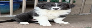 Border Collie 7