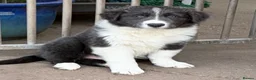Border Collie dogs for sale: Beautiful Border Collie Puppies for Sale  in Boston - Advert 5
