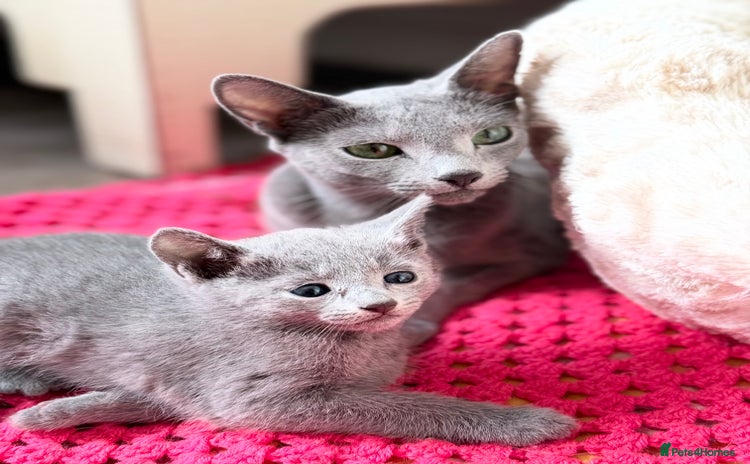 Russian Blue cats - Advert 13