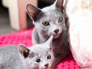 Russian Blue cats - Advert 1