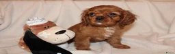 Cavalier King Charles Spaniel dogs for sale: Gorgeous Cavalier King Charles Spaniel puppies - Advert 2
