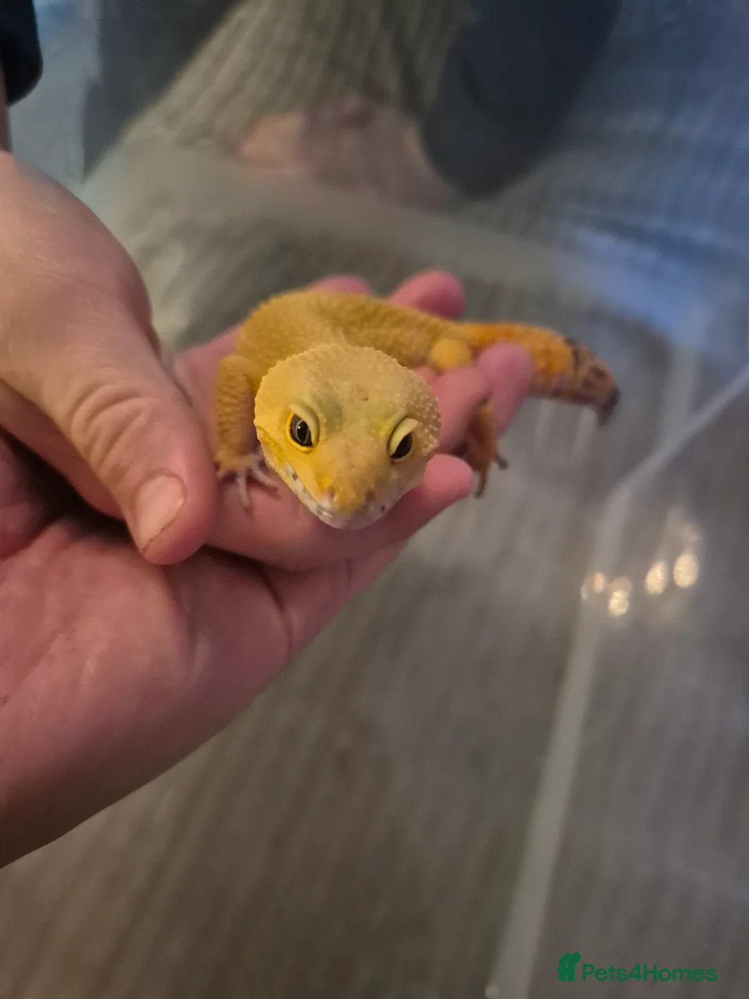 Leopard Gecko reptiles for sale: Leopard gecko in Manchester - Advert 2