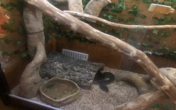 Python Snake reptiles for sale: Carpet python  - Advert 7