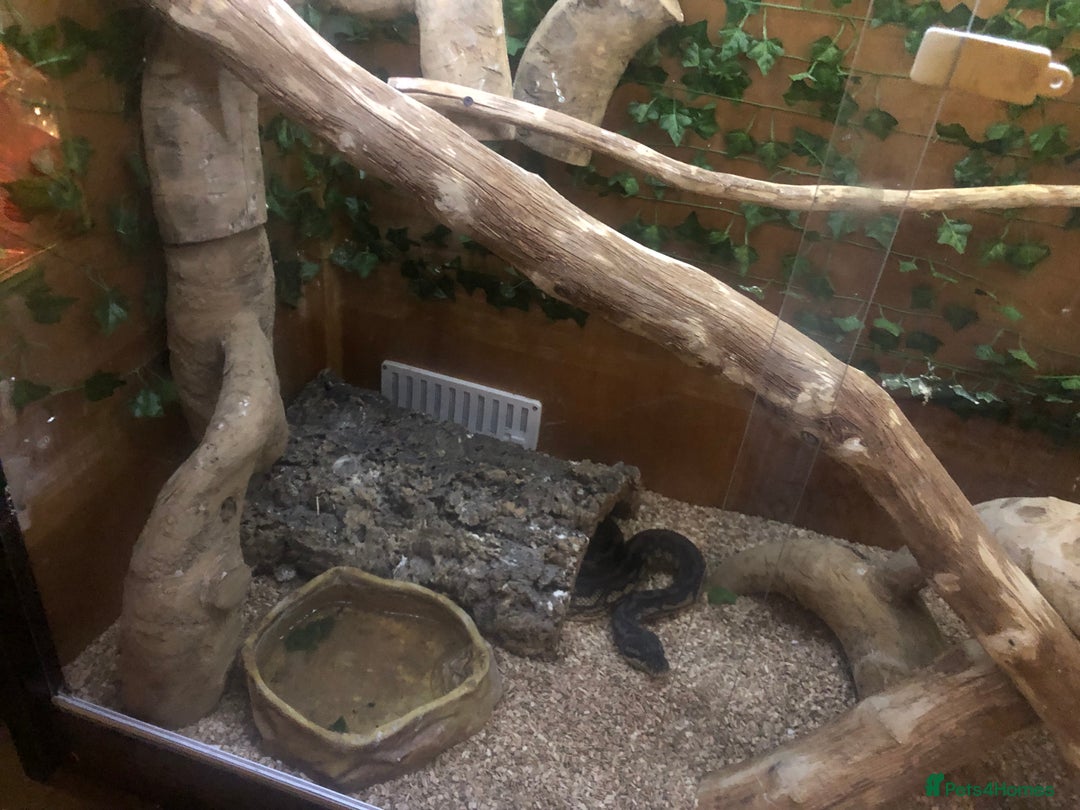 Python Snake reptiles for sale: Carpet python  - Advert 7