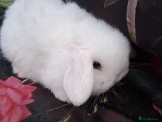 Mini Lop rabbits Mini lop rabbits - Advert 8