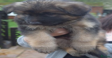 German Shepherd dogs - Advert 6