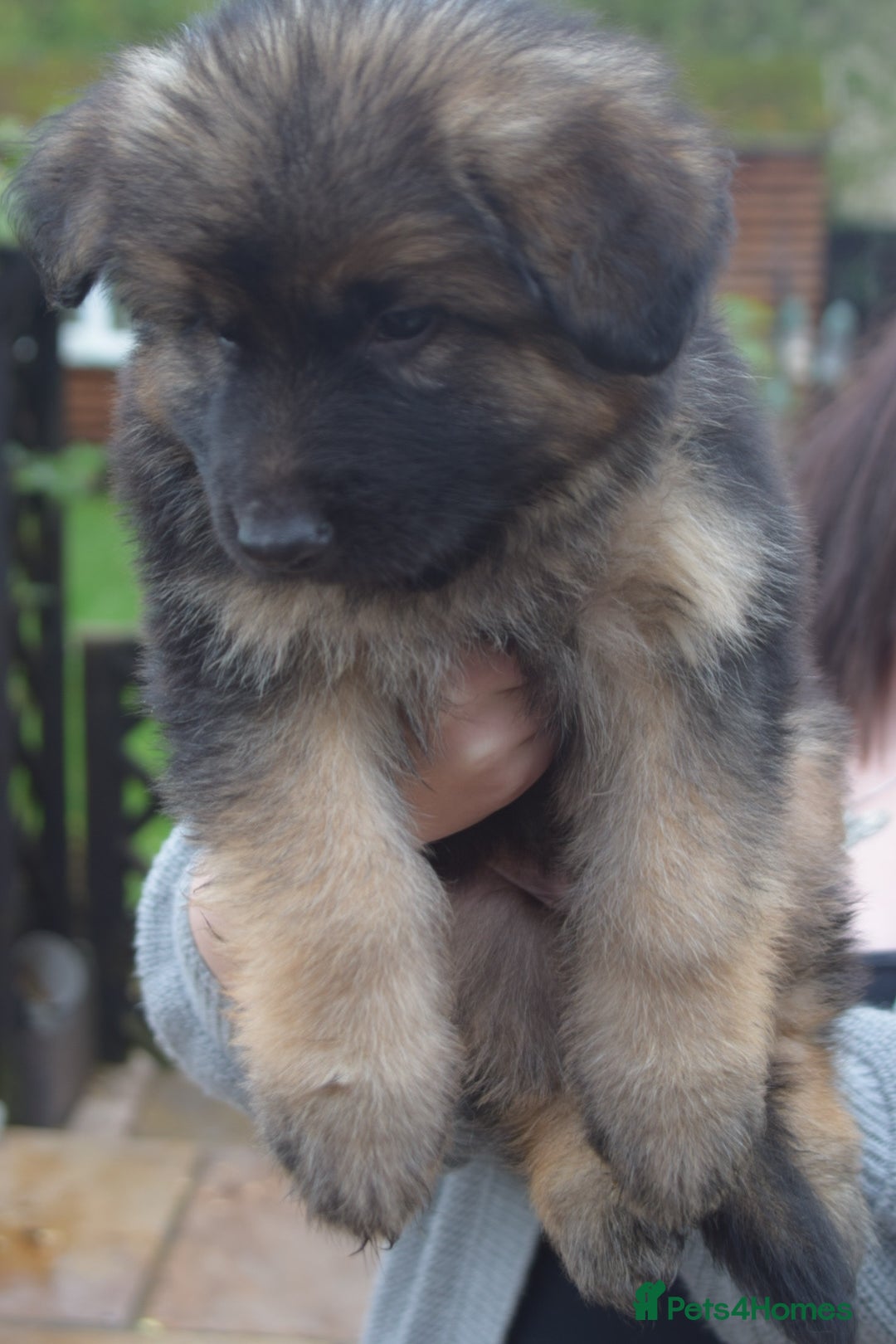 German Shepherd dogs for sale: Stunning long haired German shepherd puppies  - Image 2