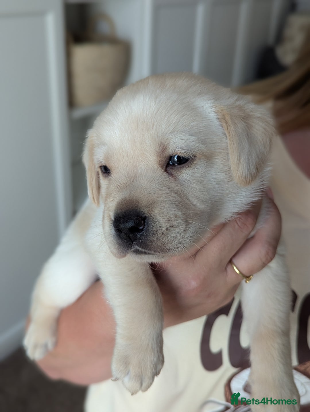 Labrador Retriever dogs for sale: Labrador puppies - Image 6