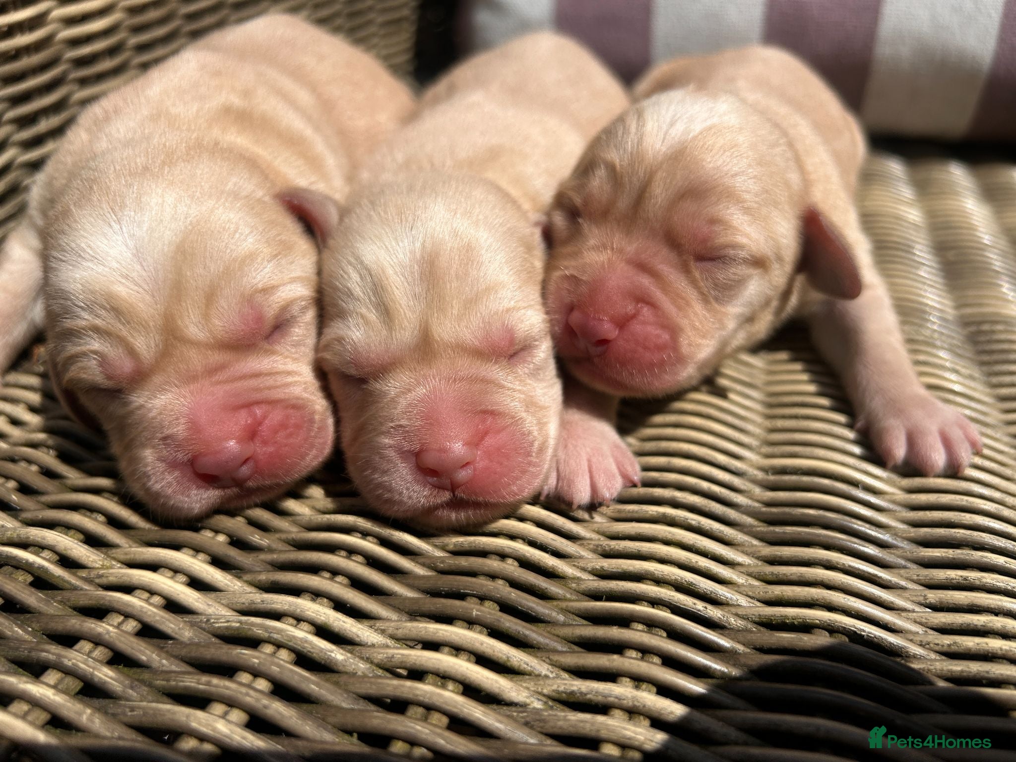 Labrador Retriever dogs 5-Star Breeder - TESTED Labrador Puppies  - Advert 2