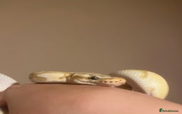 Python Snake reptiles for sale: Cyril the banana ball python - Image 4