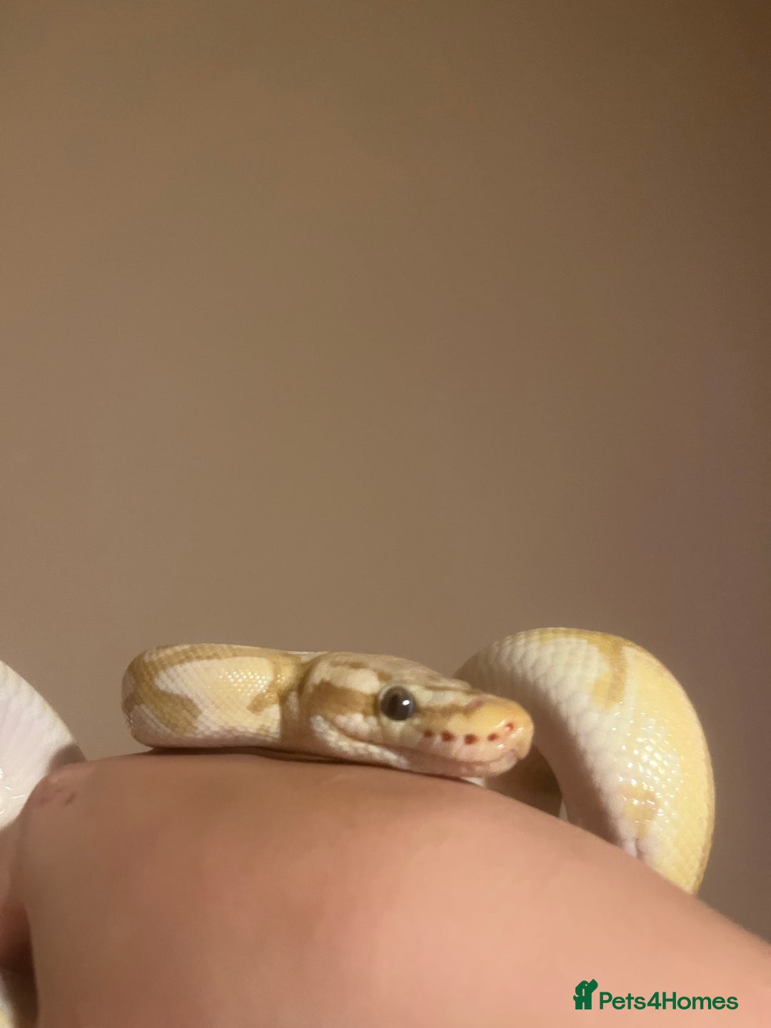 Python Snake reptiles for sale: Cyril the banana ball python - Image 4