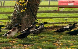 Ducks poultry for sale: Cayuga Ducks mixed  - Image 1