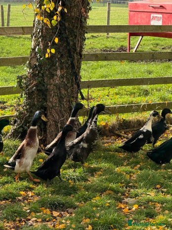 Ducks poultry - Advert 2