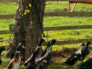 Ducks poultry Cayuga Ducks mixed - Advert 16