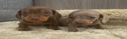 Miniature Dachshund dogs for sale: Miniature dachshund - Advert 7