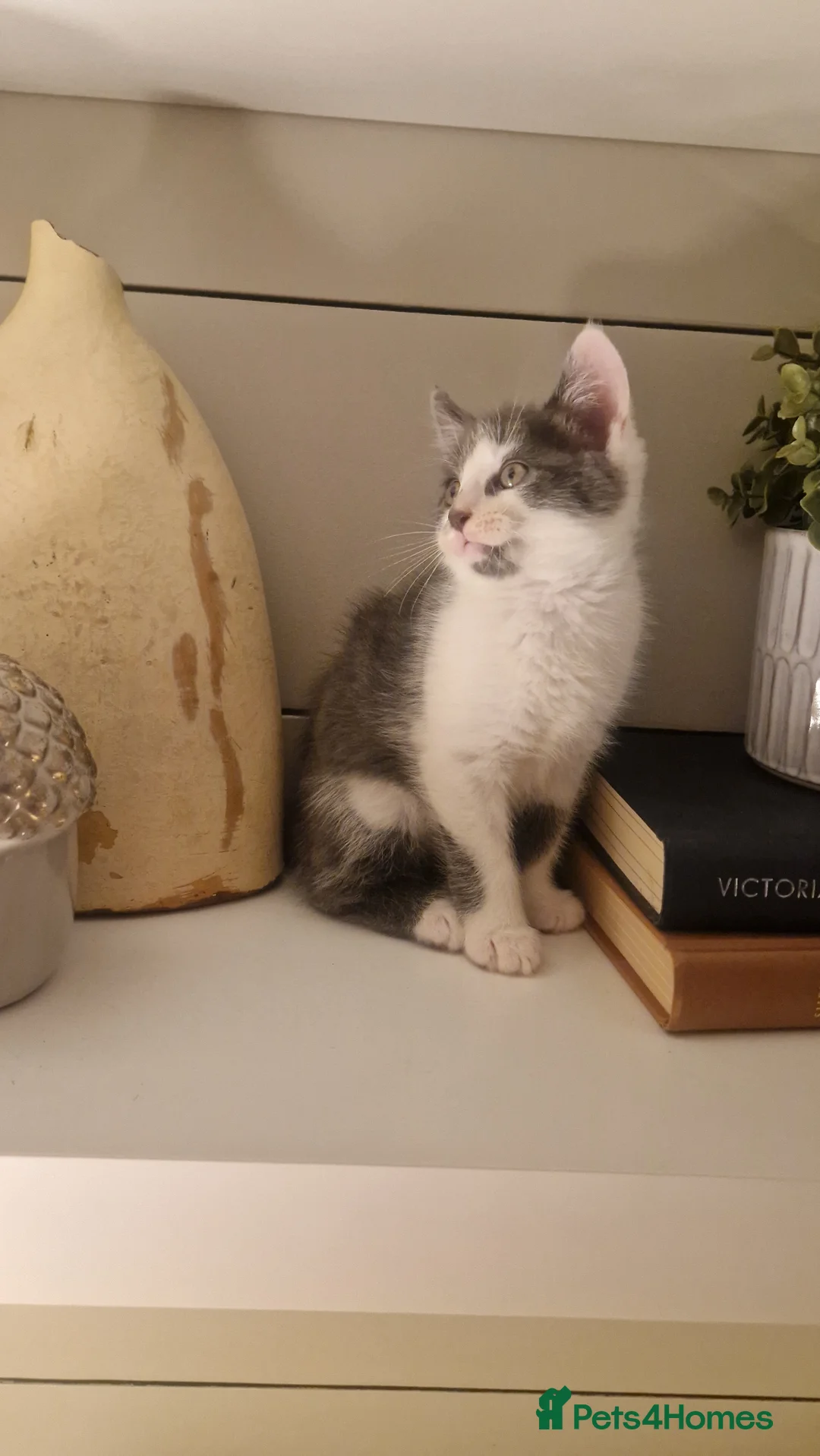 Mixed Breed cats for sale: My beautiful maincoon luna has 4 playful boys  - Advert 34