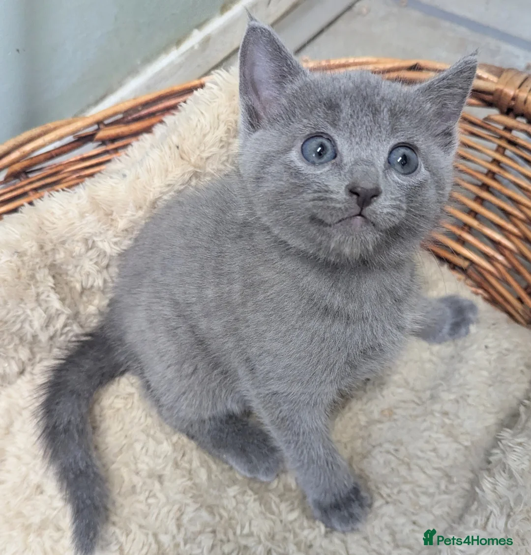 Russian Blue cats for sale: TICA Registered well socialised male kitten - Advert 1