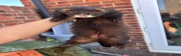 Ferret rodents for sale: Full and Semi pedigree angora babies To reserve in Gravesend - Advert 5