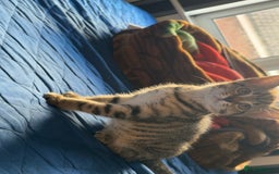 Domestic Shorthair cats for sale: 4 beautiful kittens, £100 each!! - Image 10