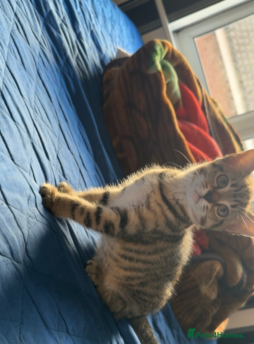 Domestic Shorthair cats for sale: 4 beautiful kittens, £100 each!! - Image 10