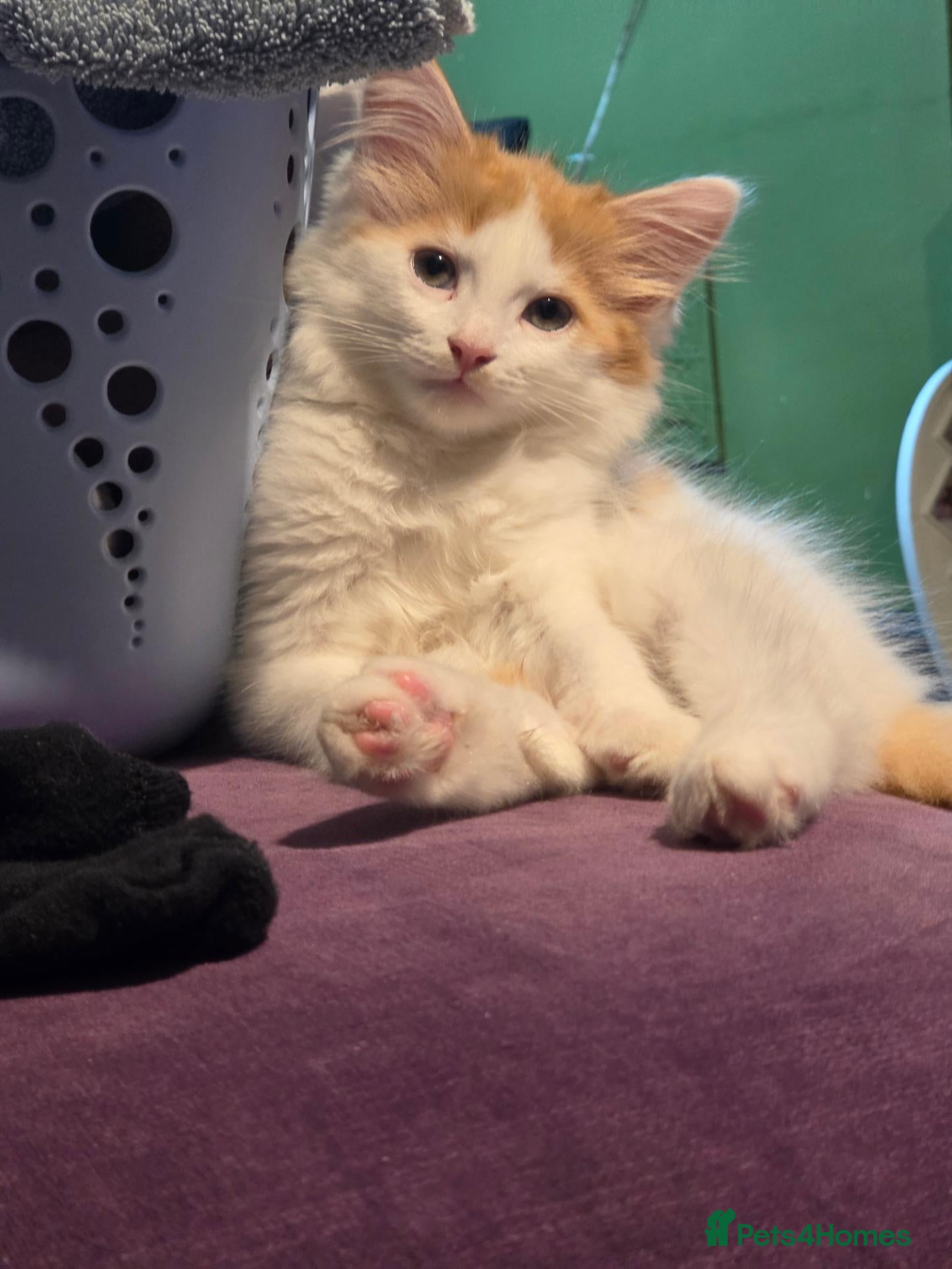 Mixed Breed cats Gorgeous Main Cooon-Persian Mix Kittens  - Advert 1