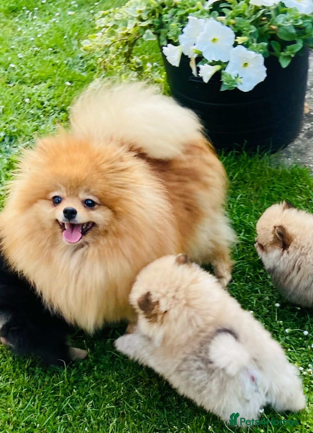 Pomeranian dogs for sale: Lovely Pomeranian puppies  in Sudbury - Advert 12