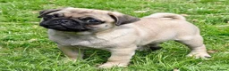 Pug dogs for sale: Pug puppies awaiting a new family  in Cleckheaton - Advert 3