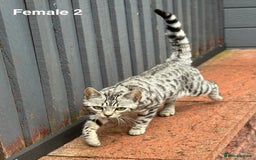 Bengal cats for sale: Beautiful Bengal Cross Kittens! Price Reduced!! in Rochdale - Image 5