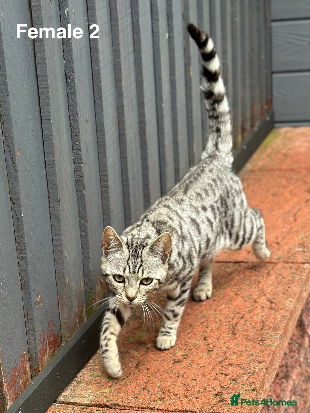 Bengal cats for sale: Beautiful Bengal Cross Kittens! Price Reduced!! in Rochdale - Image 5
