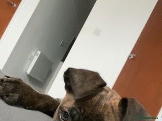 Mixed Breed dogs Rehome - Advert 1