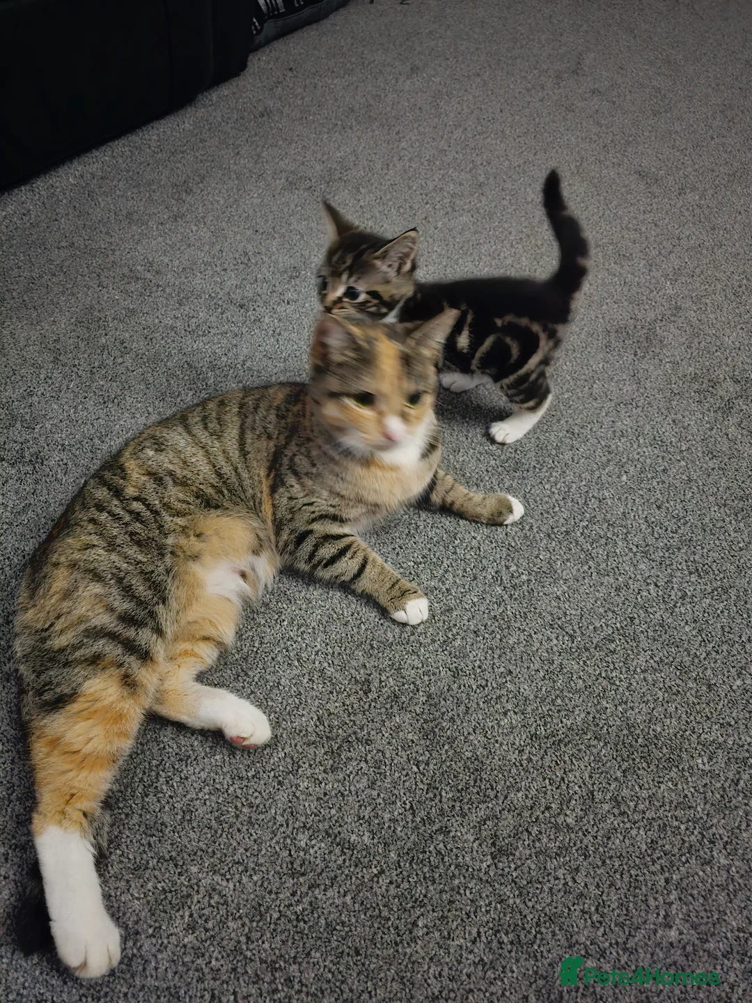 Mixed Breed cats for sale: Female tabby kitten  - Advert 14