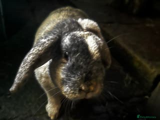 Mixed Breed rabbits Sonny - rabbit - Advert 14