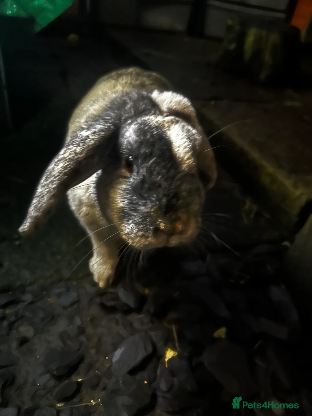 Mixed Breed rabbits for sale: Sonny - rabbit  - Advert 1