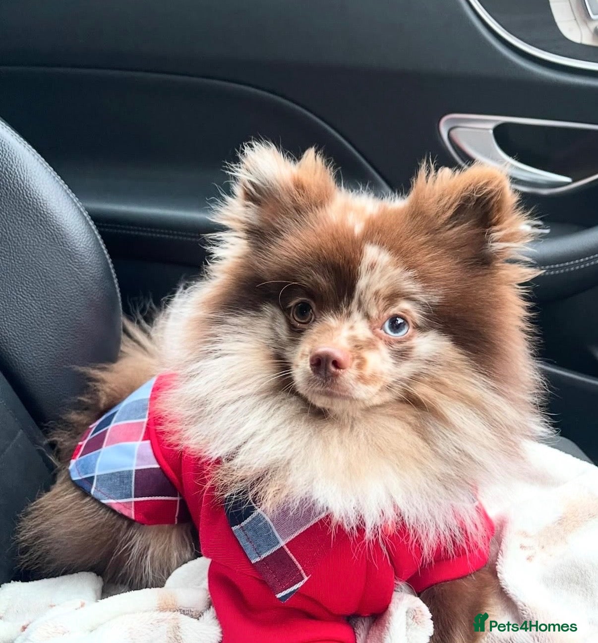 Pomeranian dogs (For stud)multi eye tone Merle choc-tan Pomeranian - Advert 20