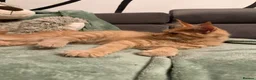 Maine Coon cats for sale: Purebred Maine Coon kittens - Advert 9