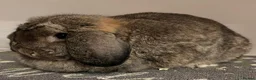 Dwarf Lop rabbits for sale: Lovely dwarf lops available  - Advert 1