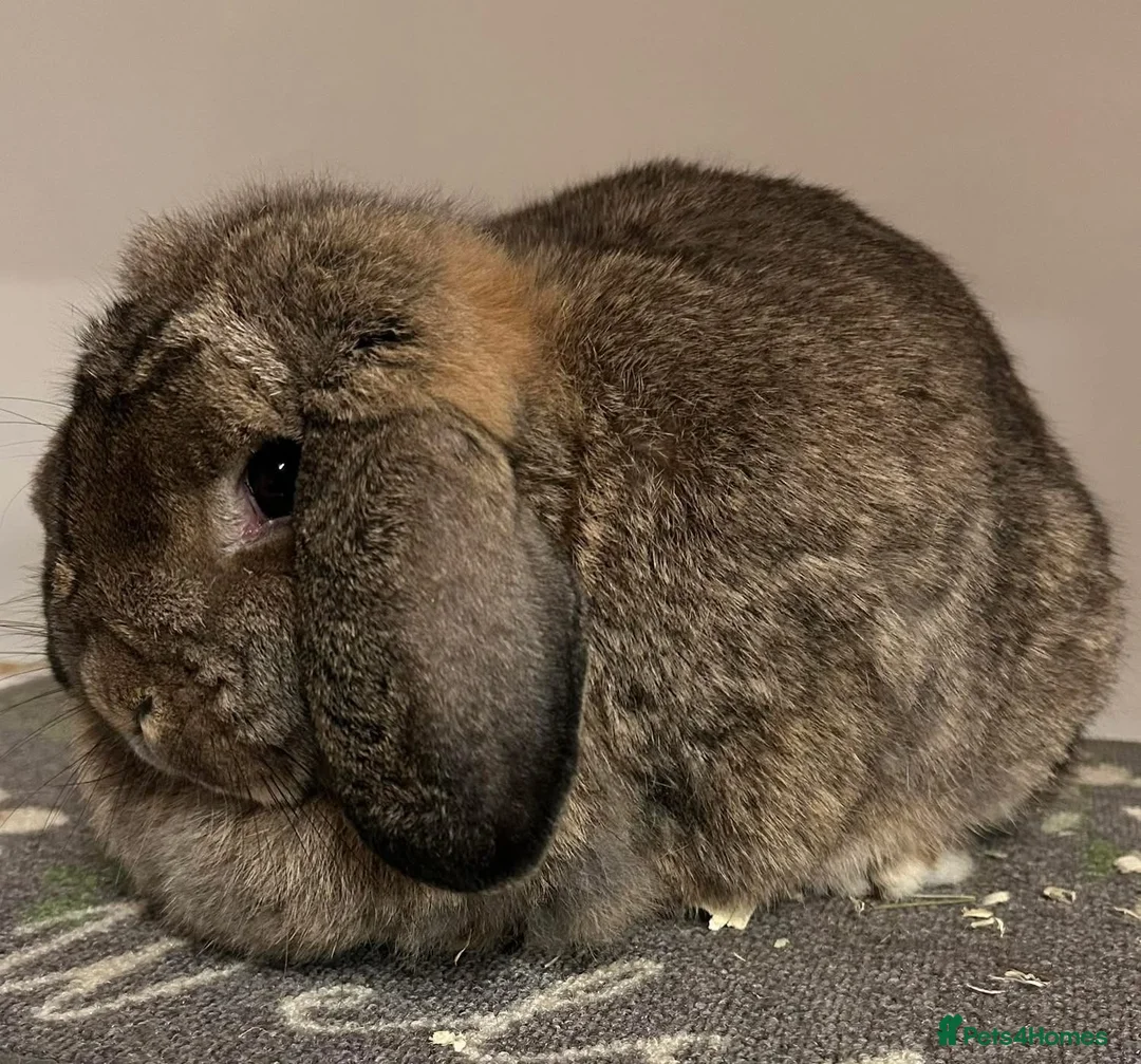 Dwarf Lop rabbits for sale: Lovely dwarf lops available  - Advert 1