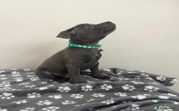 Staffordshire Bull Terrier dogs for sale: Rein X Pharron Bullsaff puppies/1 left due 2 mess - Image 11