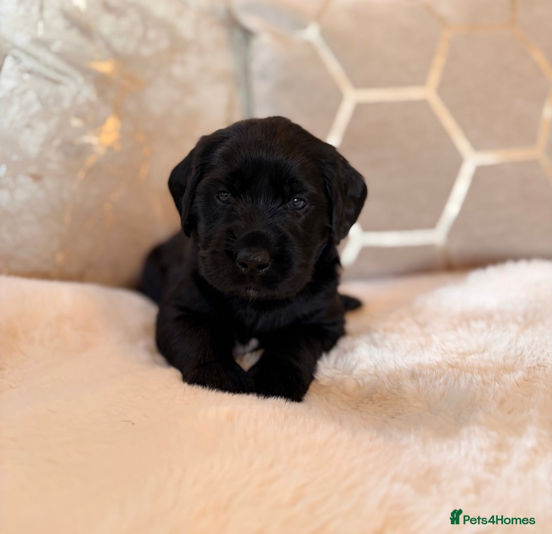 Labradoodle dogs for sale: ** RARE SILVER , CHOC & EBONY F1 LABRADOODLE PUPS  - Image 16