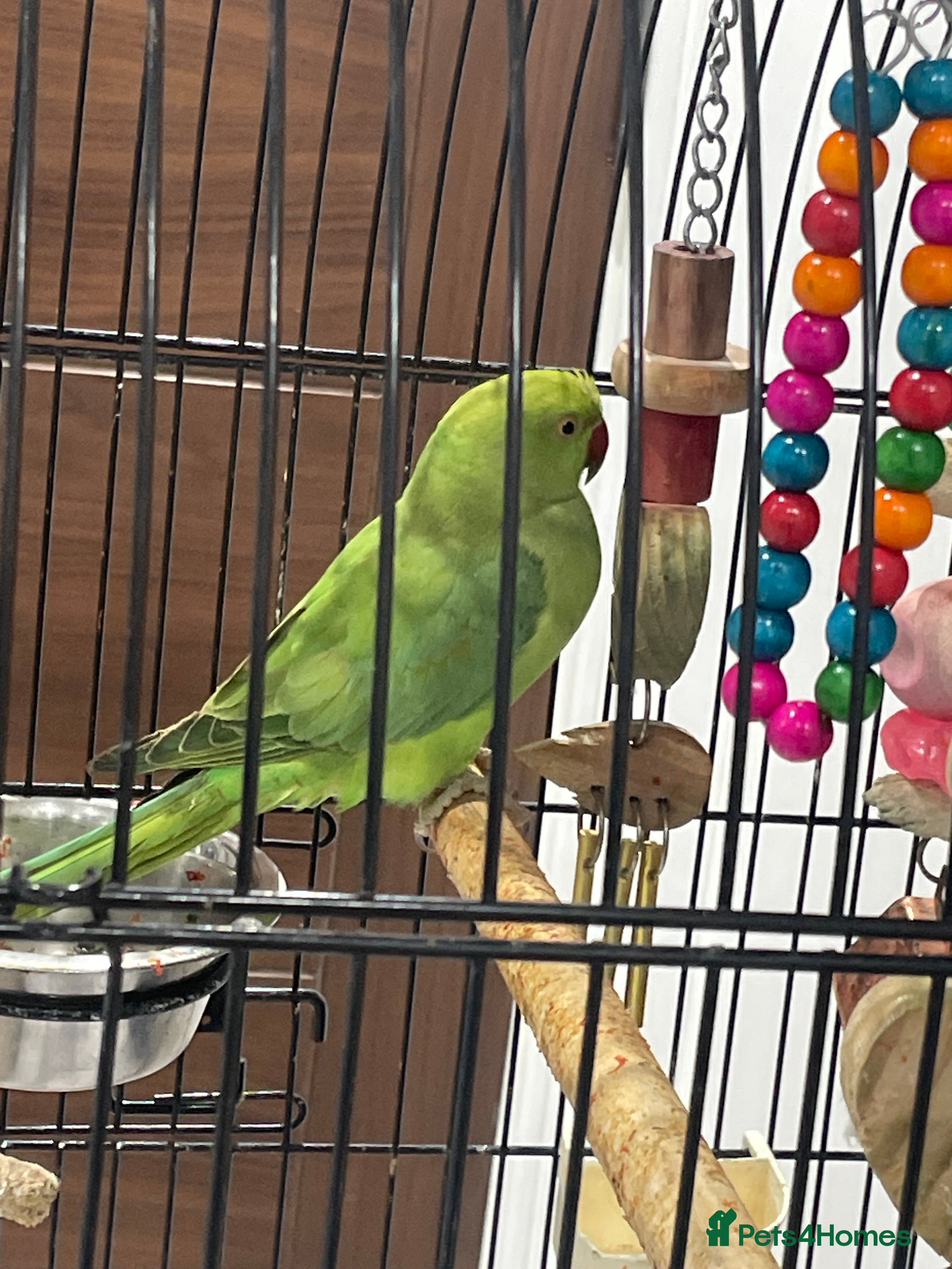 Ringnecks birds Green Indian ring neck  - Advert 2