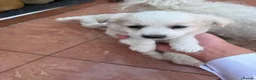 Bichon Frise dogs for sale: 5 bichons frise for sale - Advert 9