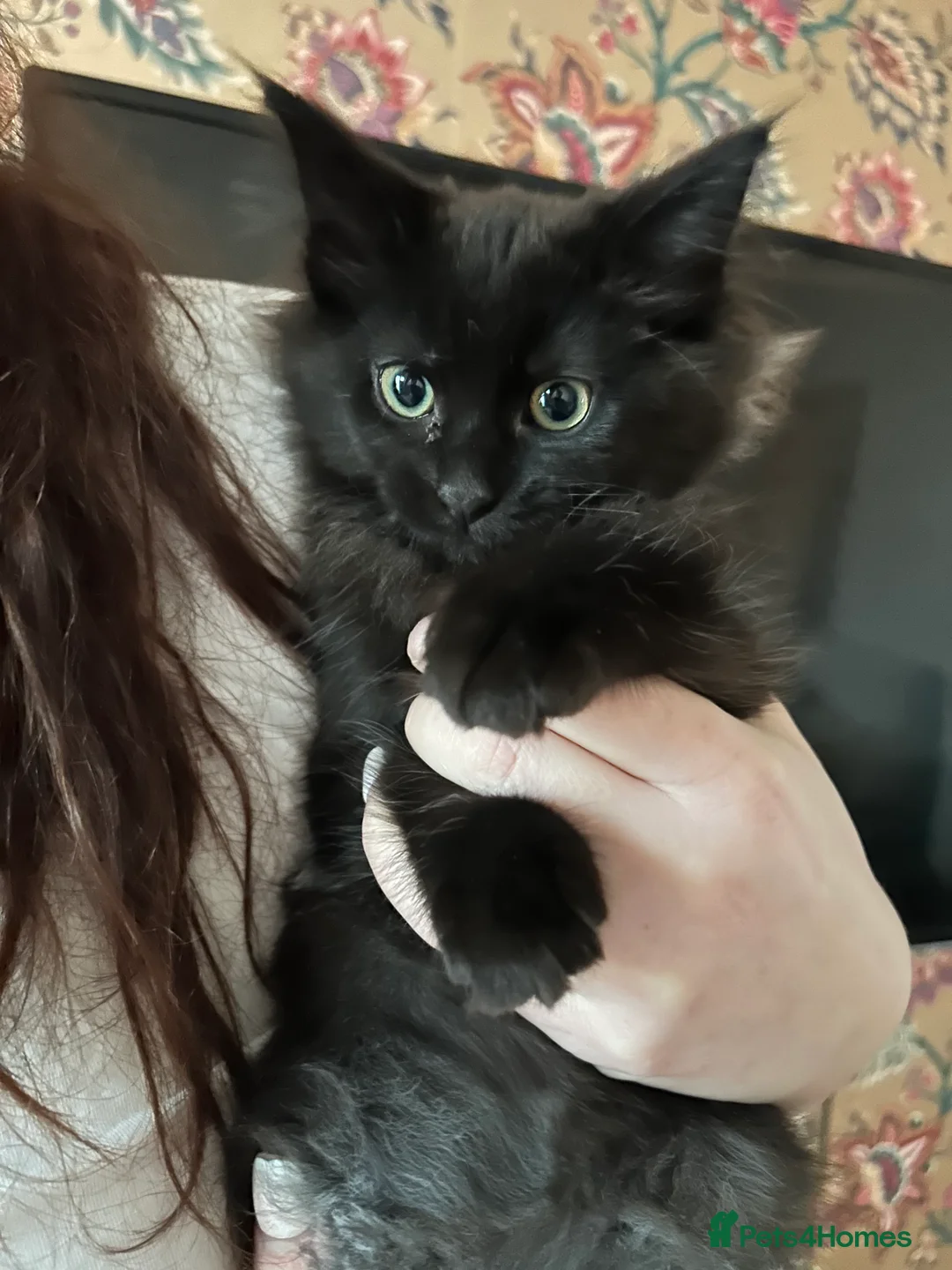 Maine Coon cats for sale: Maine coon cross - Advert 11