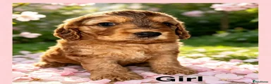 Cockapoo 3