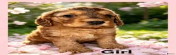 Cockapoo dogs for sale: DNA CLEAR,Last 3 Outstanding Cockapoos puppies ❤️ - Advert 7