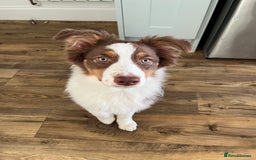 Australian Shepherd dogs for sale: 5 month old Australian Shepard  - Advert 1