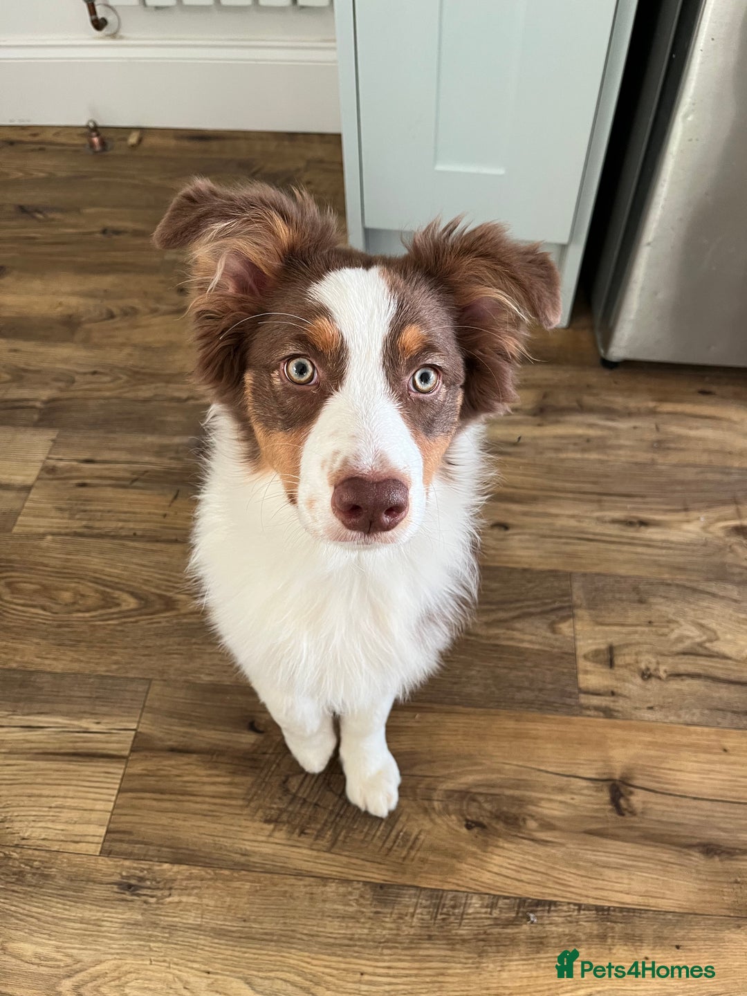 Australian Shepherd dogs for sale: 5 month old Australian Shepard  - Advert 1