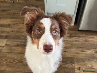 Australian Shepherd dogs 5 month old Australian Shepard - Advert 1
