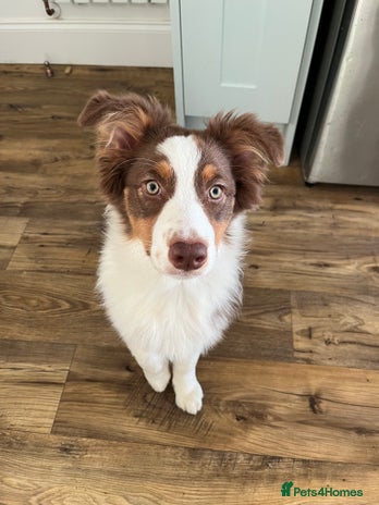 Australian Shepherd dogs 5 month old Australian Shepard - Advert 1