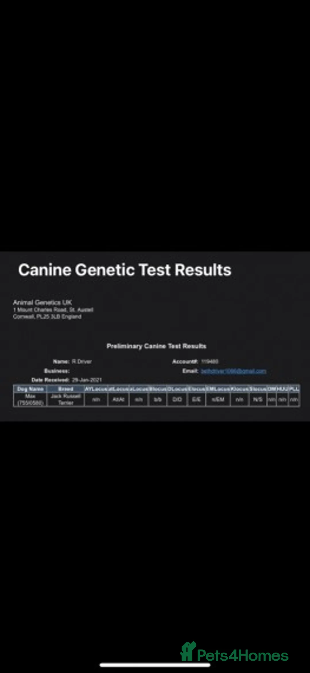 Jack Russell dogs for stud: Quality chocolate and tan miniature jack russell in Glossop - Advert 3