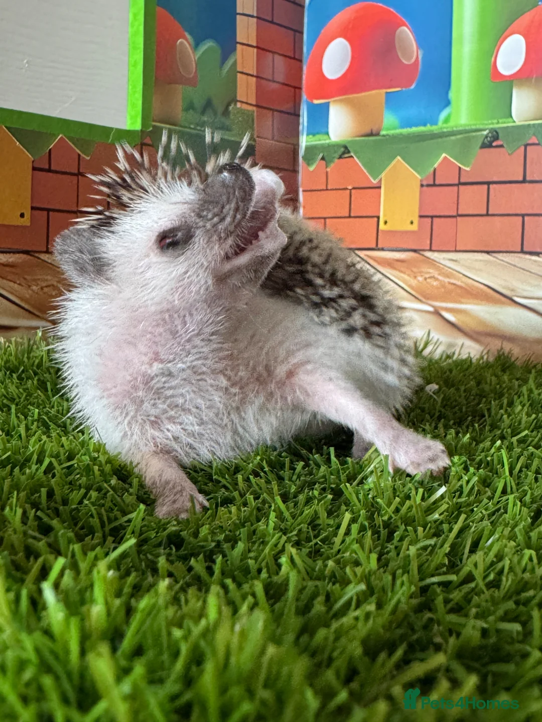 Pygmy Hedgehog rodents for sale: Pretty APH ready for their new homes - Advert 1